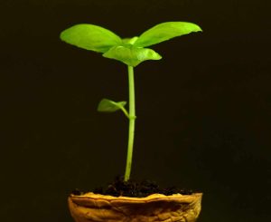 seedling