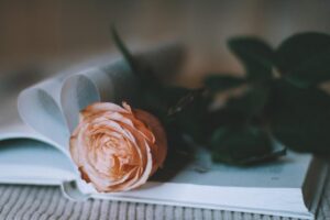 rose, flower, book-6931259.jpg