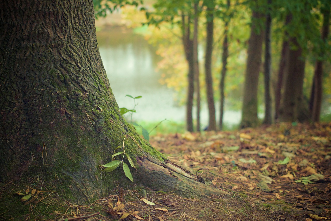 tree, trunk, roots-569275.jpg